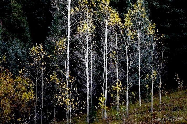 Kentucky Rainforest in October