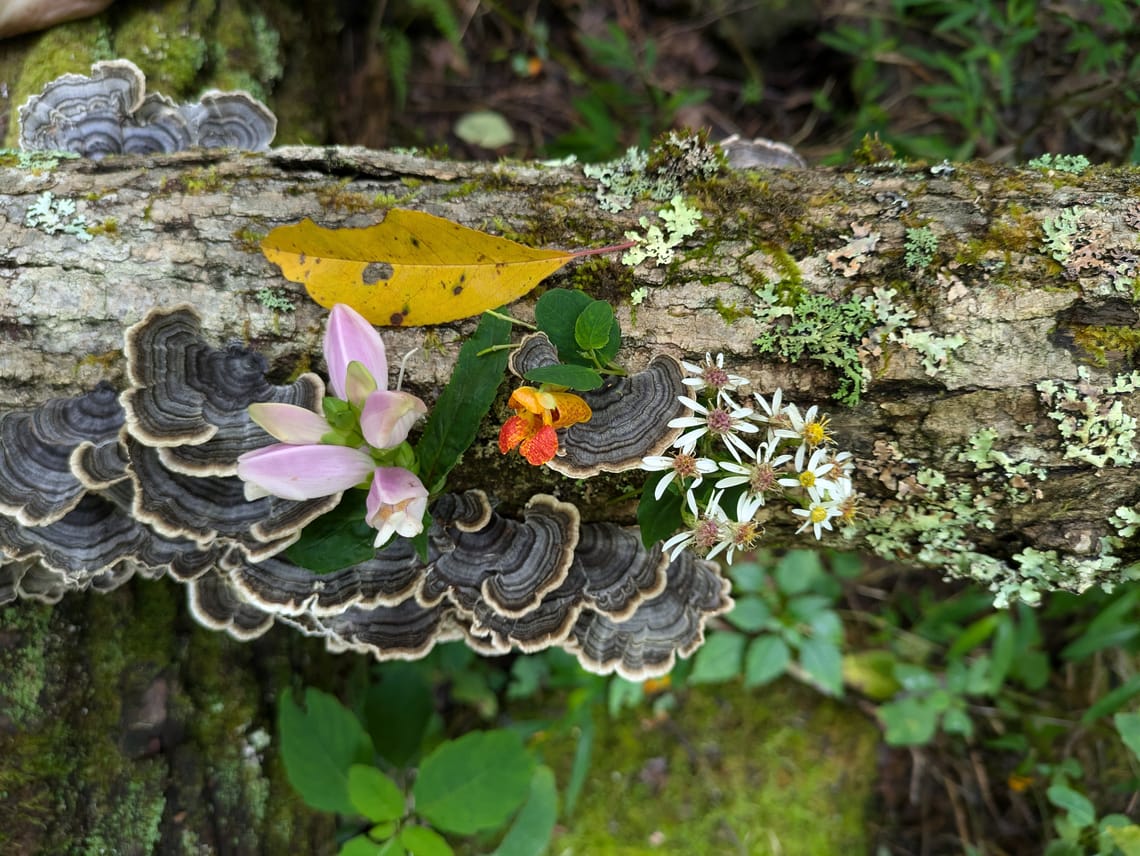 Forest Fairy Festival